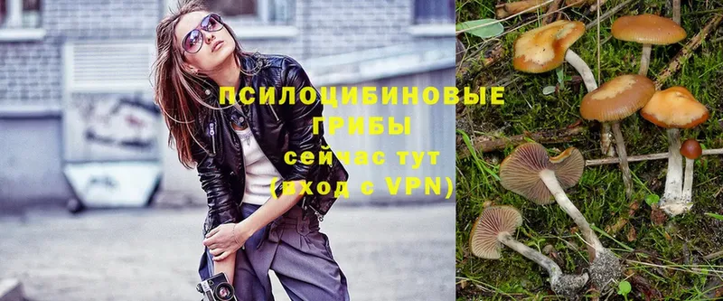 Галлюциногенные грибы Psilocybe  Бородино 